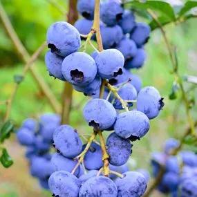 Blueberry Bluecrop (Vaccinium 'Bluecrop') 2